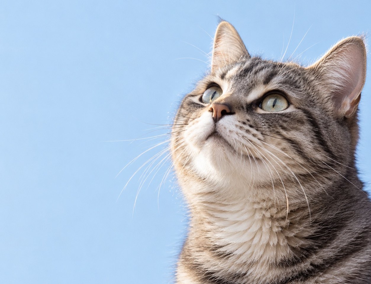 Иллюстрация «Смысл»: cat