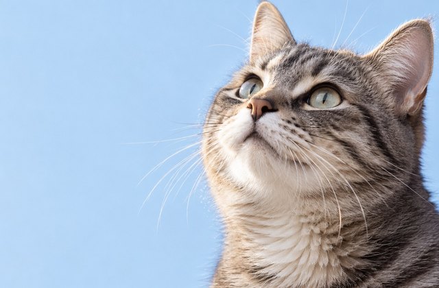 Иллюстрация «Смысл»: cat